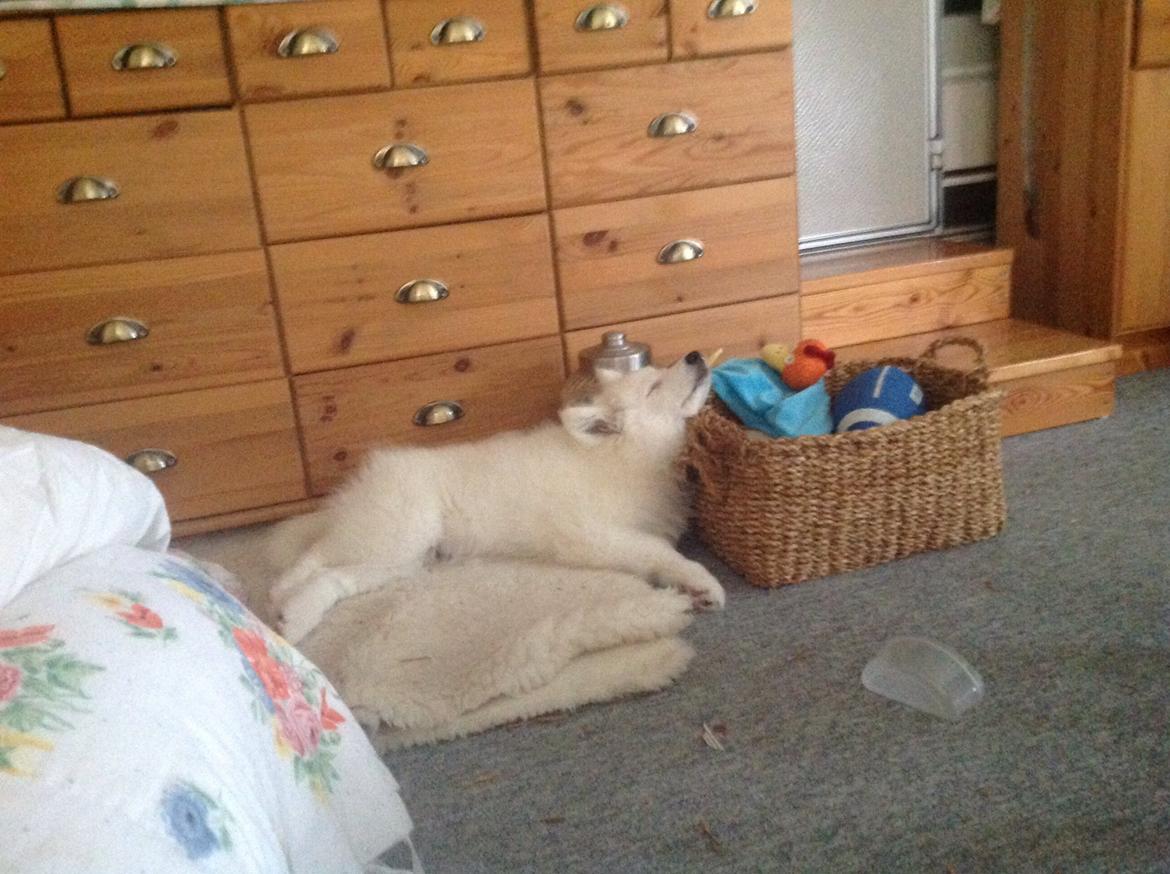 Samojedhund monik billede 14