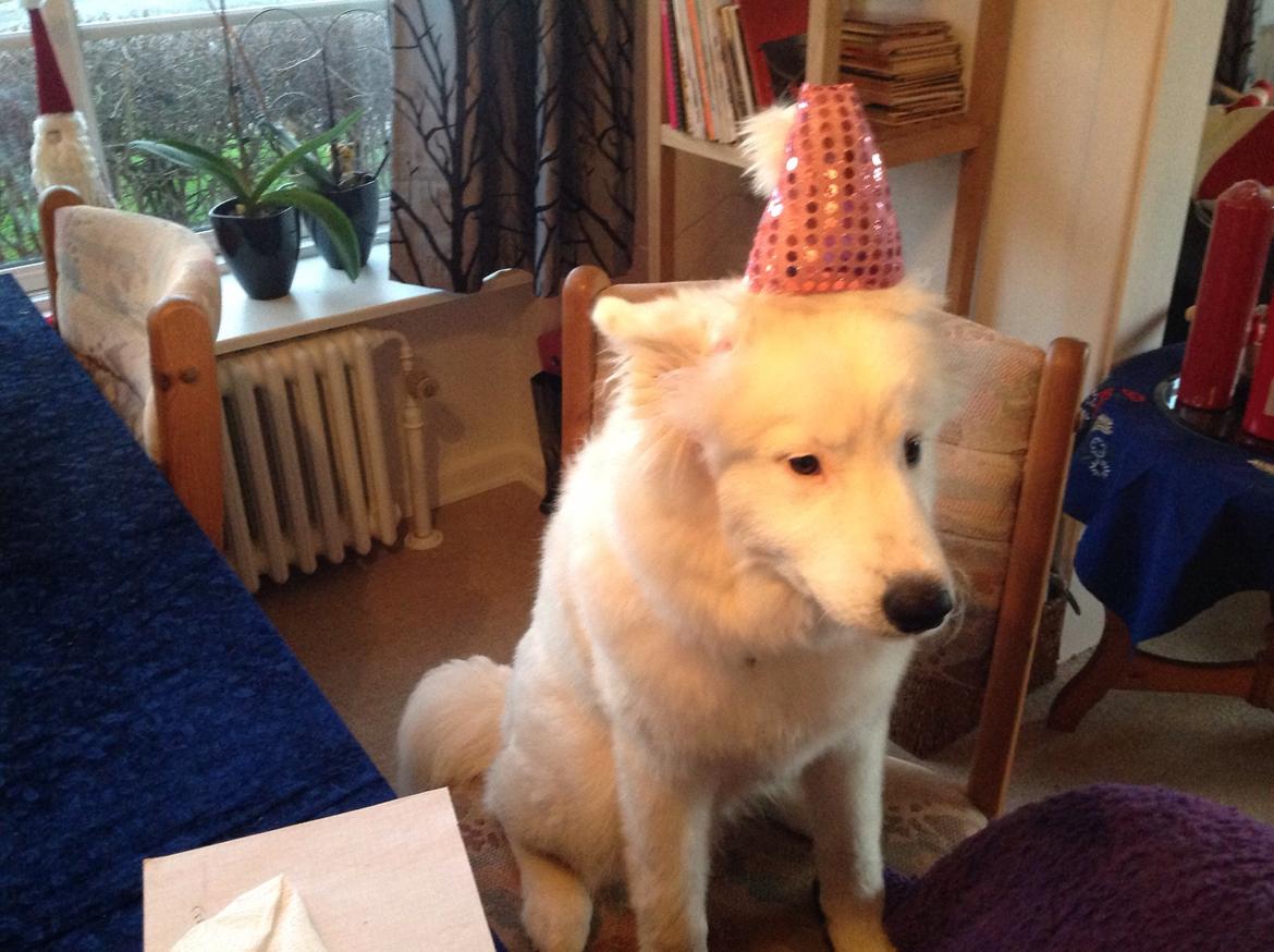 Samojedhund monik billede 15