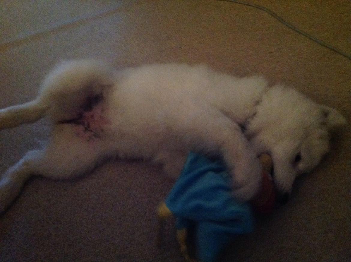 Samojedhund monik billede 16