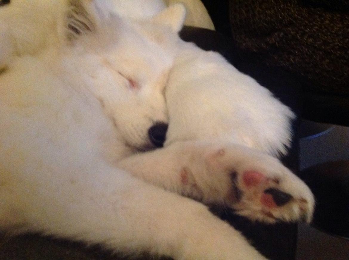 Samojedhund monik billede 17