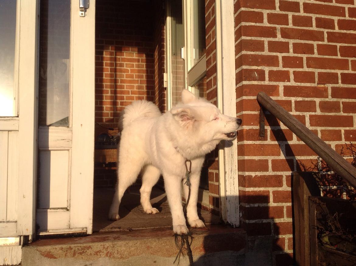 Samojedhund monik billede 18