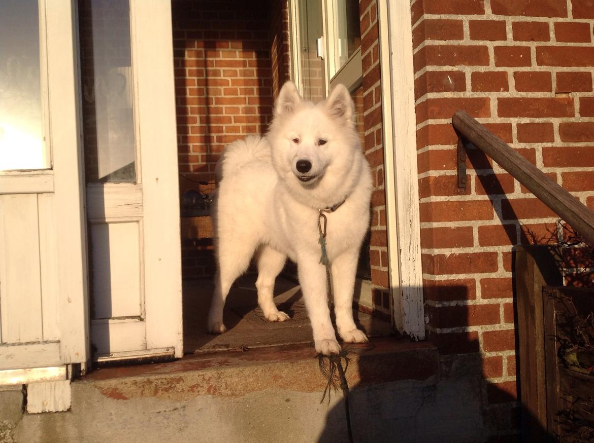 Samojedhund monik billede 19