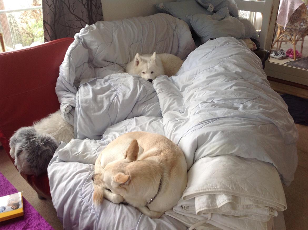 Samojedhund monik billede 20