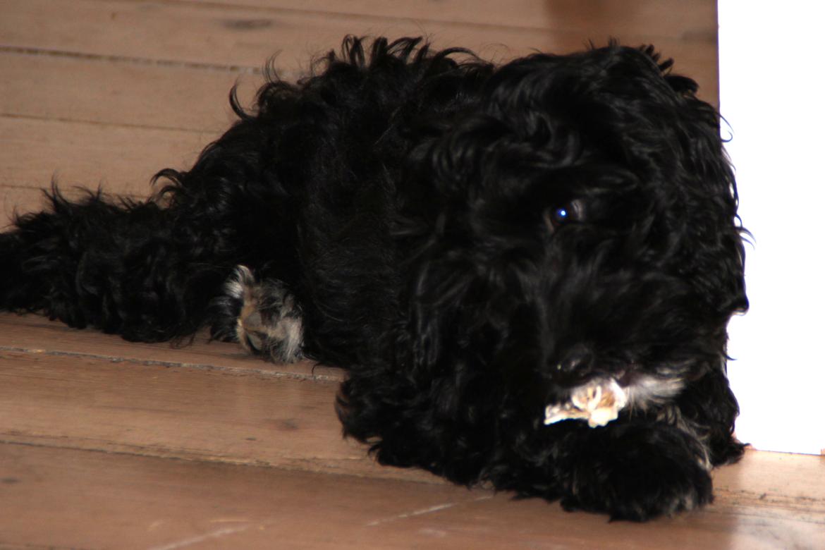 Blanding af racer Vix billede 10