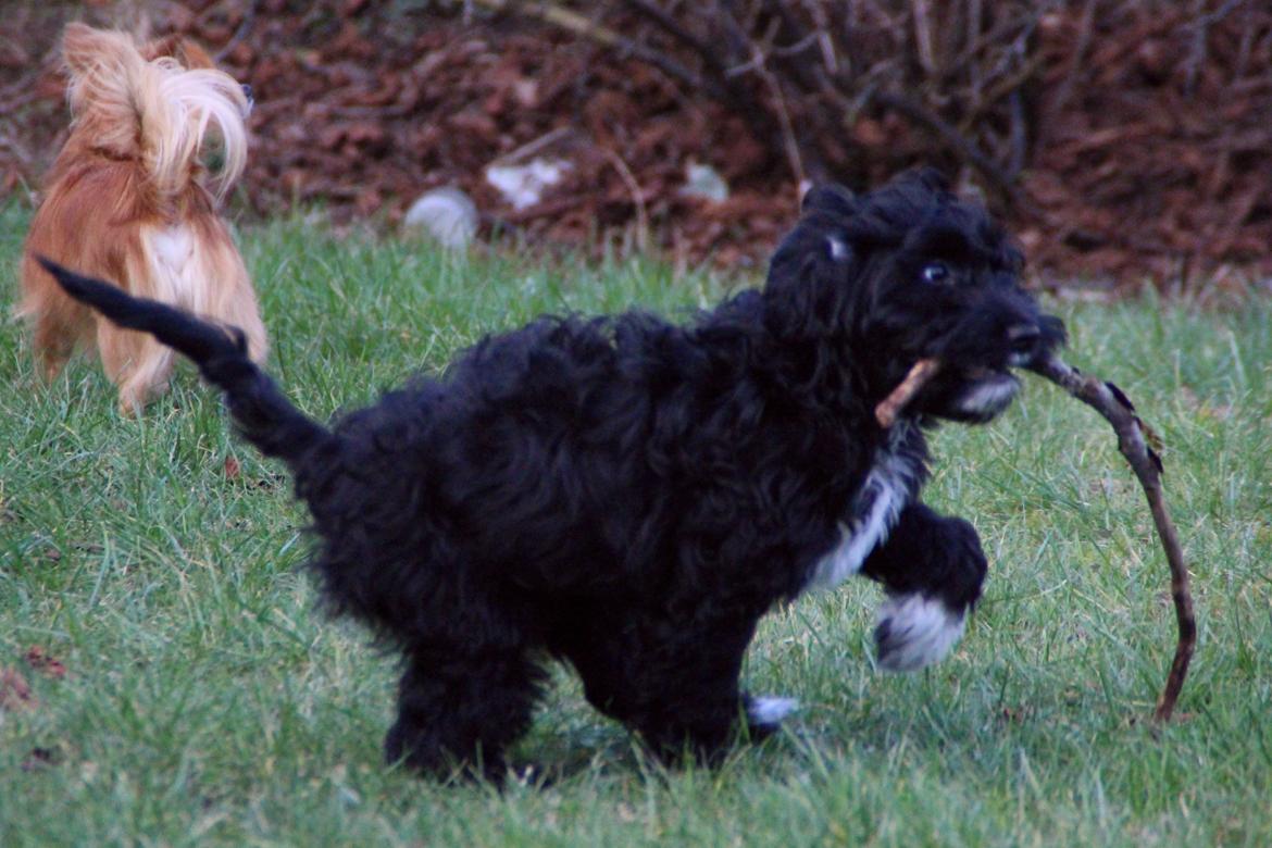 Blanding af racer Vix billede 11