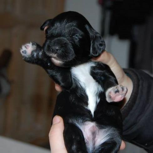 Blanding af racer Vix - Vix 15 dage gammel billede 1