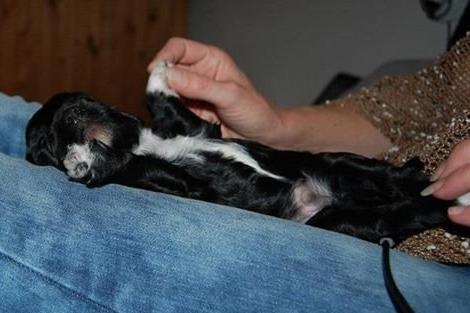 Blanding af racer Vix - Vix 17 dage gammel billede 3