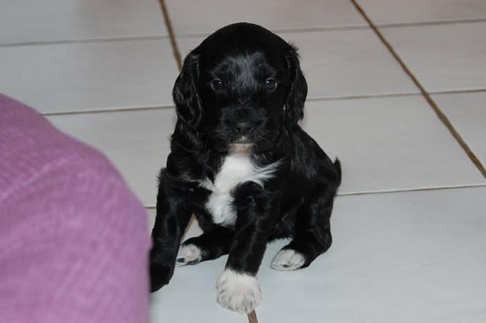 Blanding af racer Vix - Vix 30 dage gammel billede 6