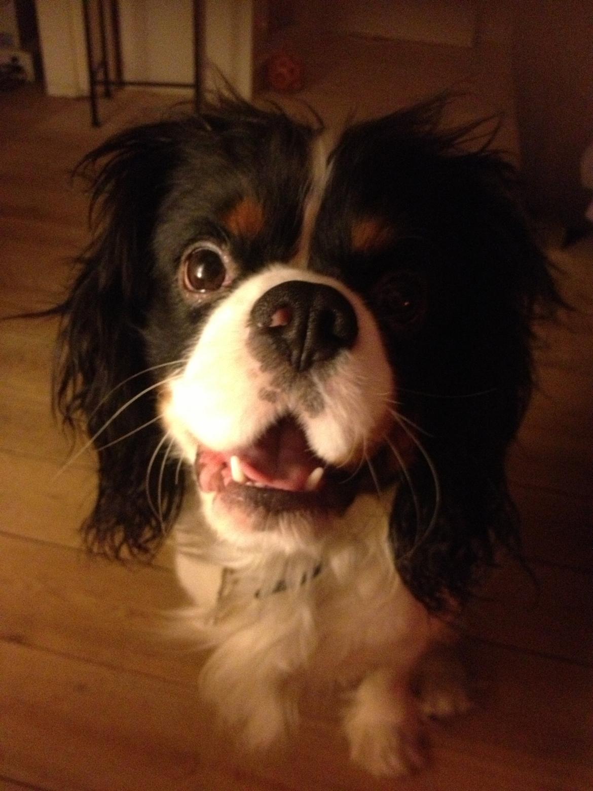 Cavalier king charles spaniel Charly <3 146316 billede 33