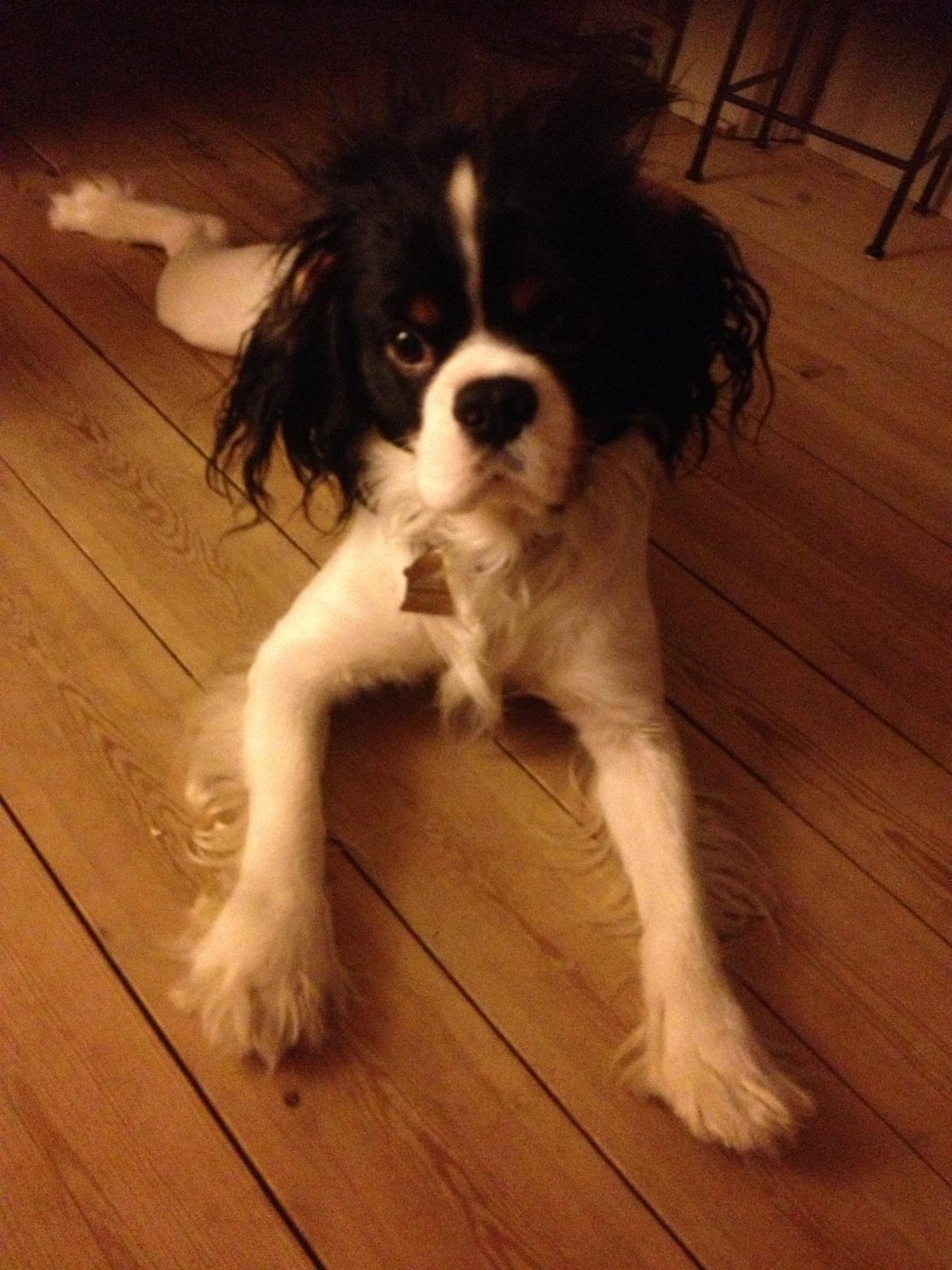 Cavalier king charles spaniel Charly <3 146316 billede 34