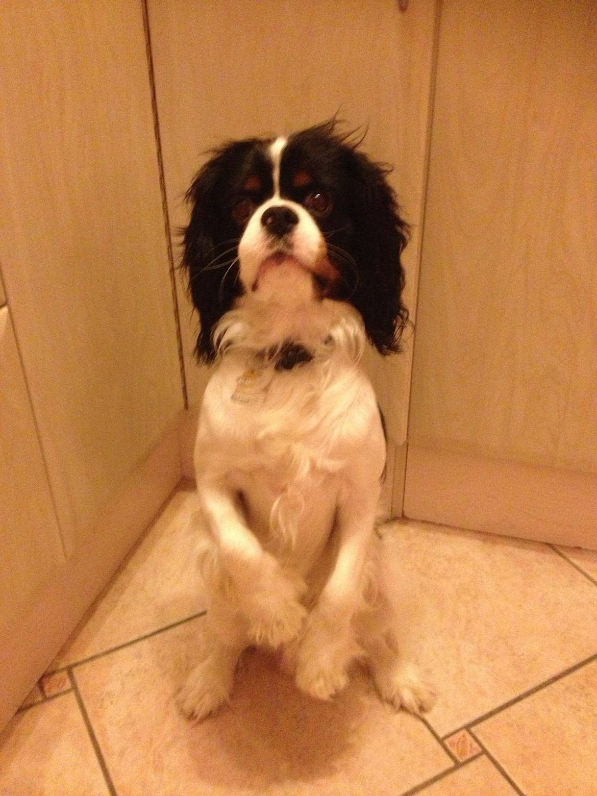 Cavalier king charles spaniel Charly <3 146316 billede 35