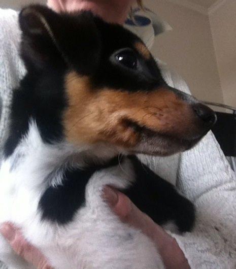 Dansk svensk gaardhund Balou billede 18