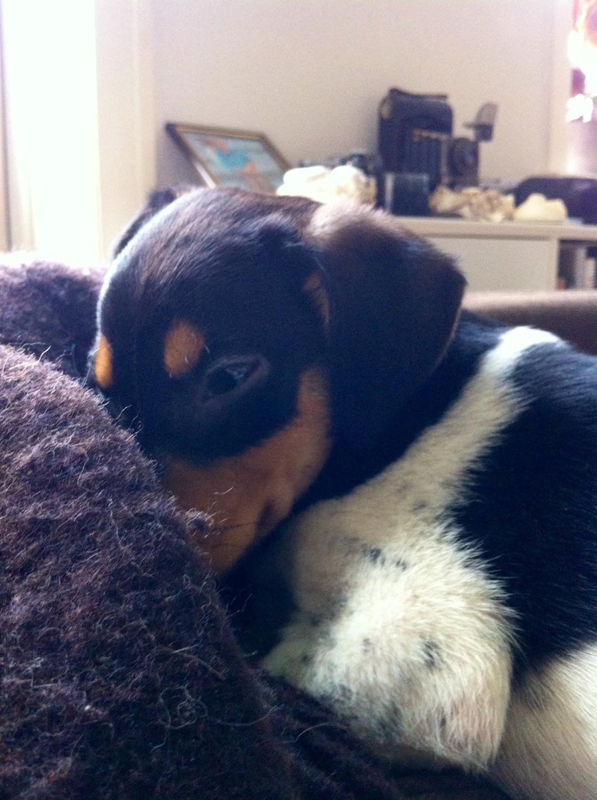 Dansk svensk gaardhund Balou billede 19