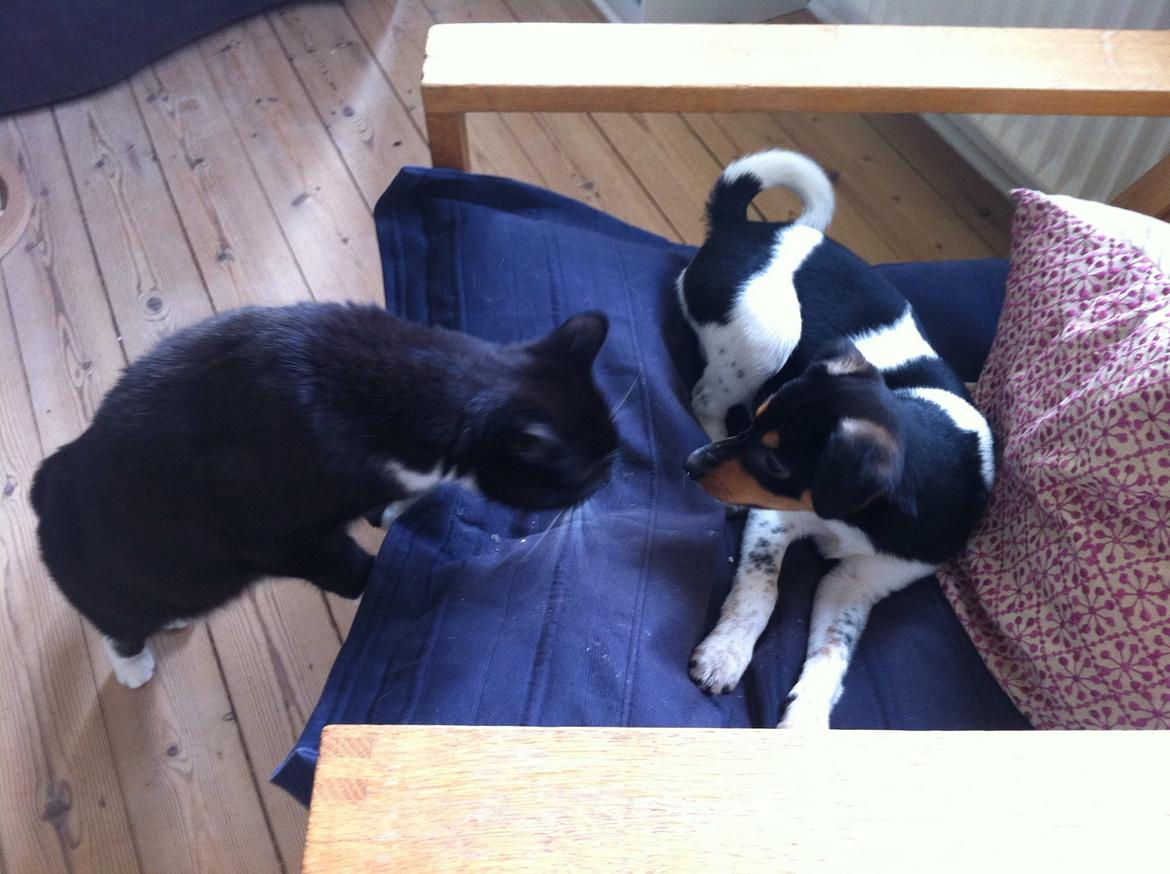 Dansk svensk gaardhund Balou billede 20