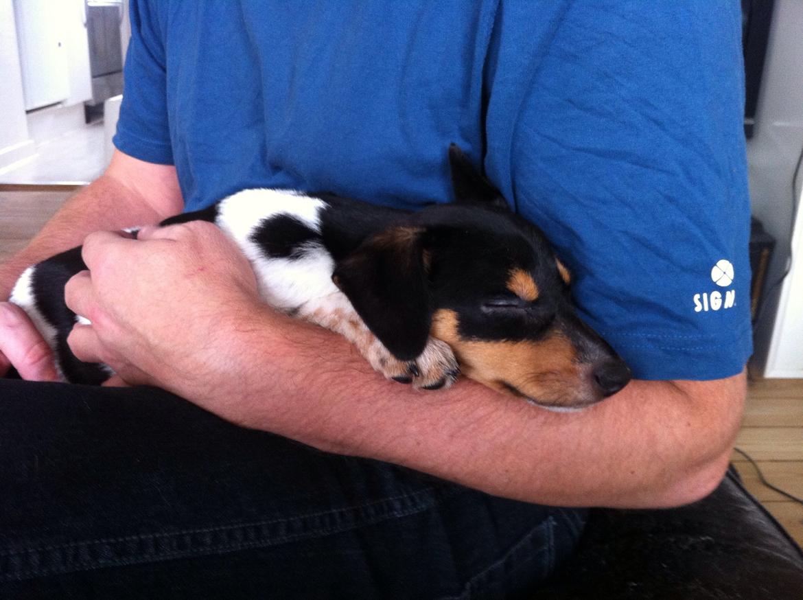 Dansk svensk gaardhund Balou billede 21