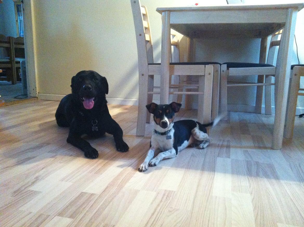 Dansk svensk gaardhund Viktor Knudsen (himmelhund ) billede 11