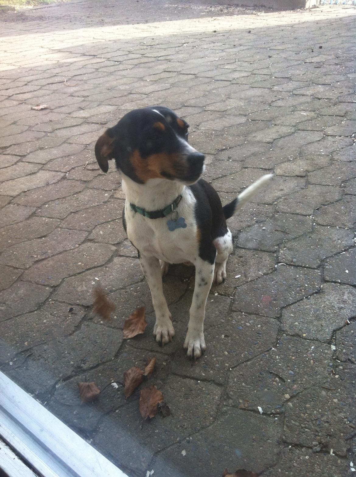 Dansk svensk gaardhund Viktor Knudsen (himmelhund ) billede 12