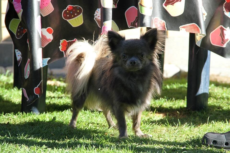 Chihuahua Valentino Del Modisto - Koda billede 3