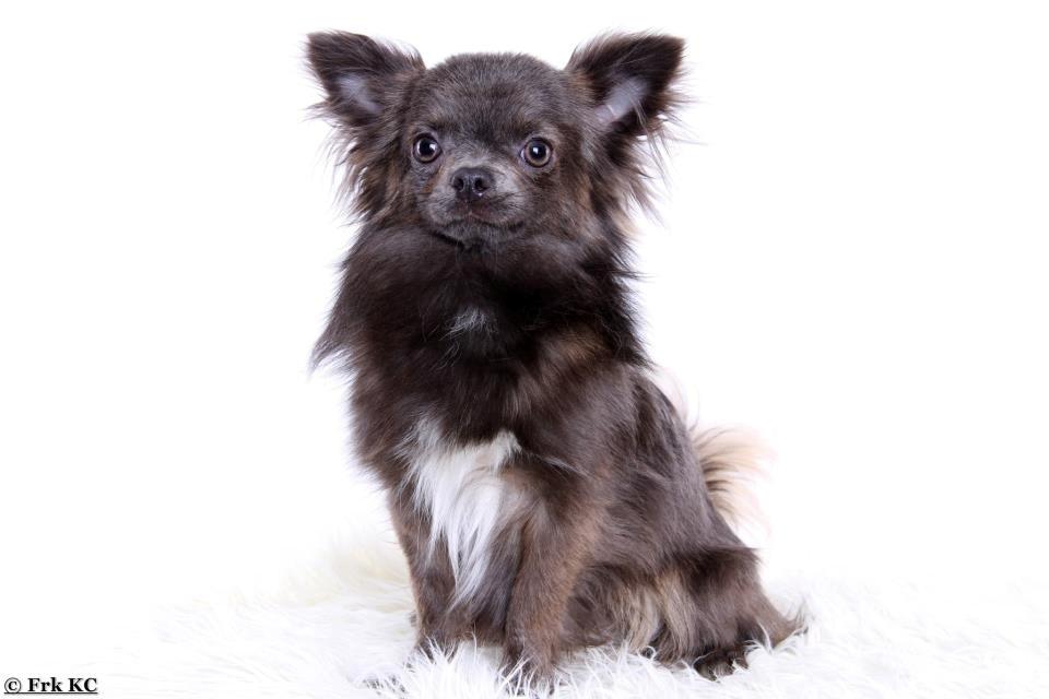 Chihuahua Valentino Del Modisto - Koda billede 7