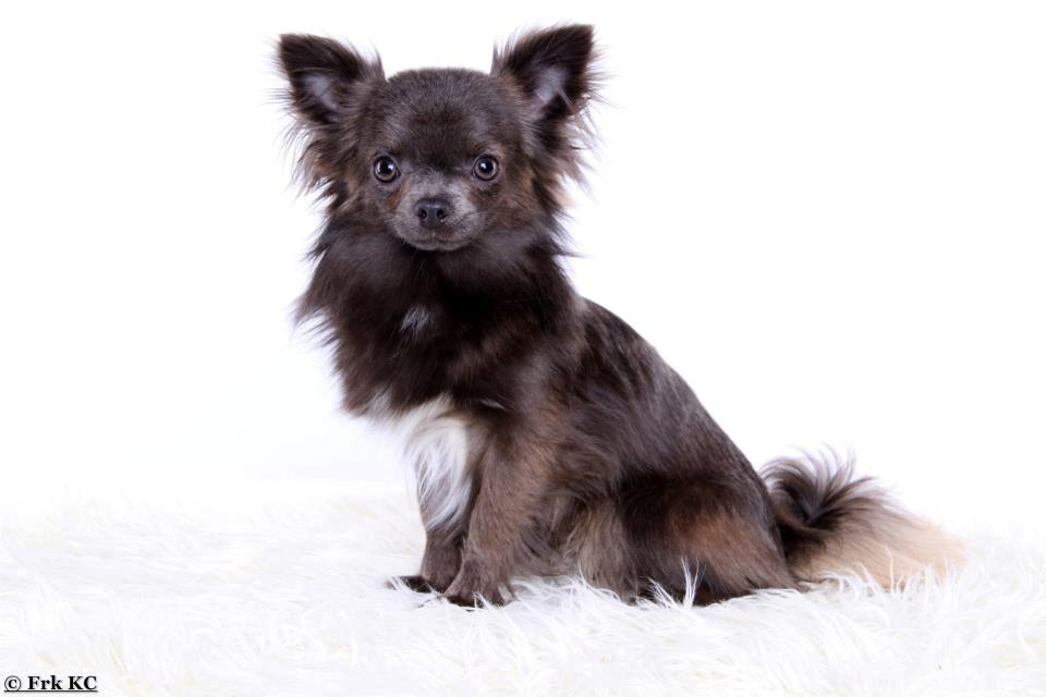 Chihuahua Valentino Del Modisto - Koda billede 2