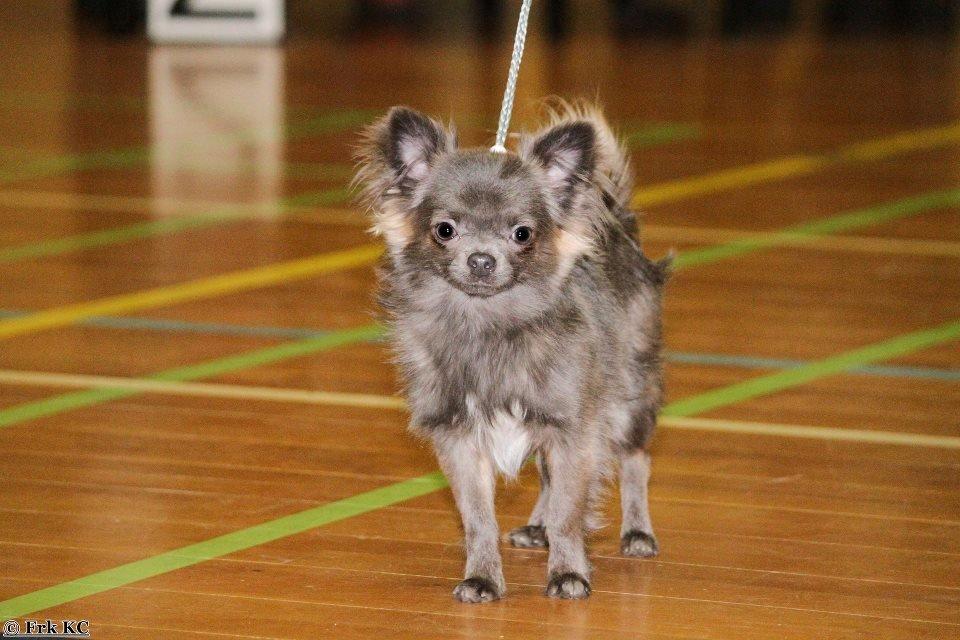 Chihuahua Valentino Del Modisto - Koda billede 8