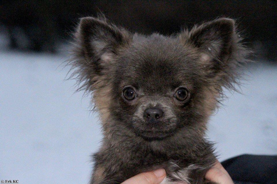 Chihuahua Valentino Del Modisto - Koda billede 9