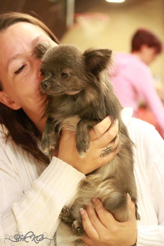 Chihuahua Valentino Del Modisto - Koda billede 6