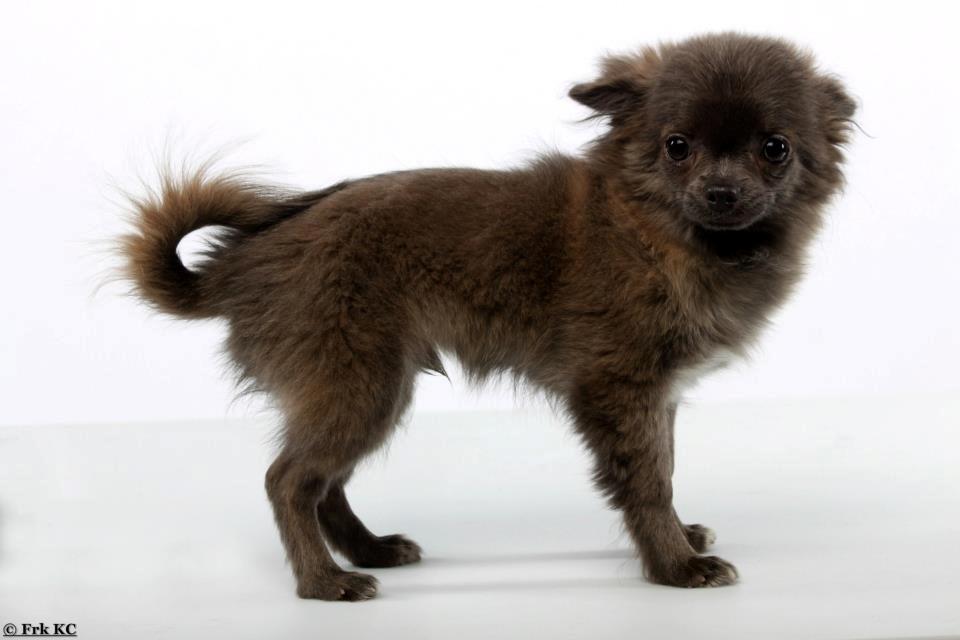 Chihuahua Valentino Del Modisto - Koda billede 12