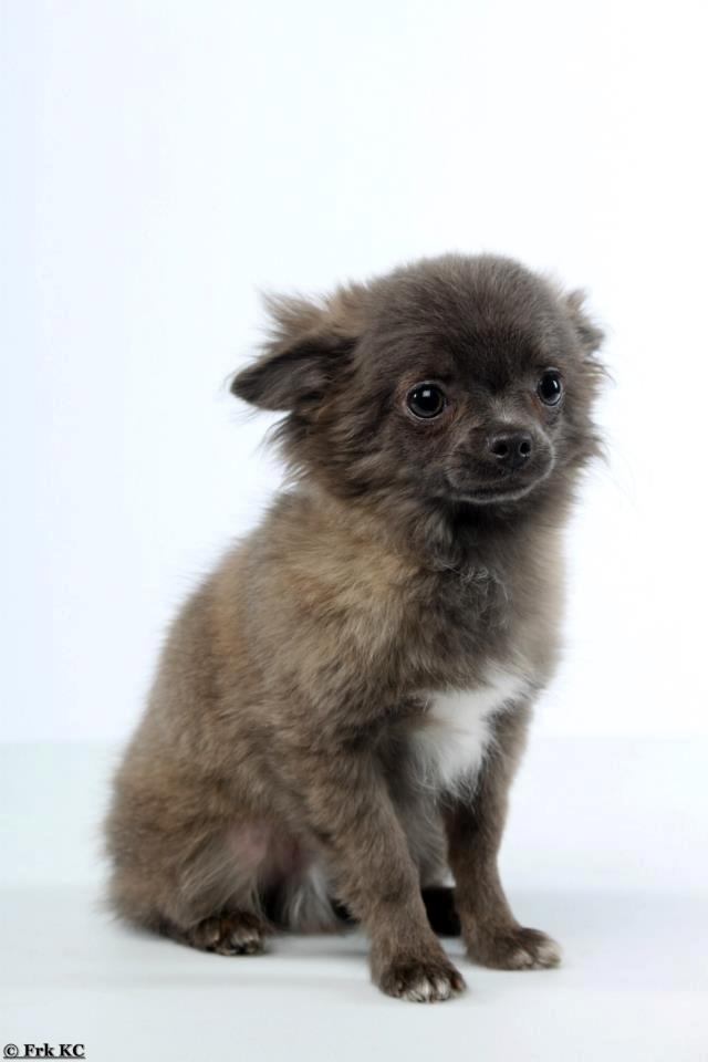 Chihuahua Valentino Del Modisto - Koda billede 14