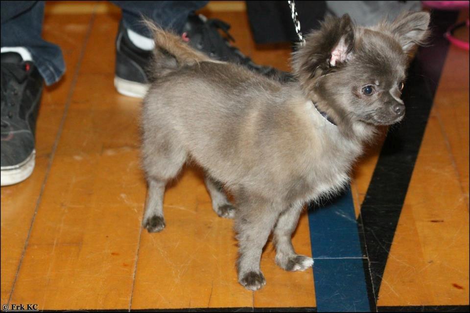 Chihuahua Valentino Del Modisto - Koda billede 16