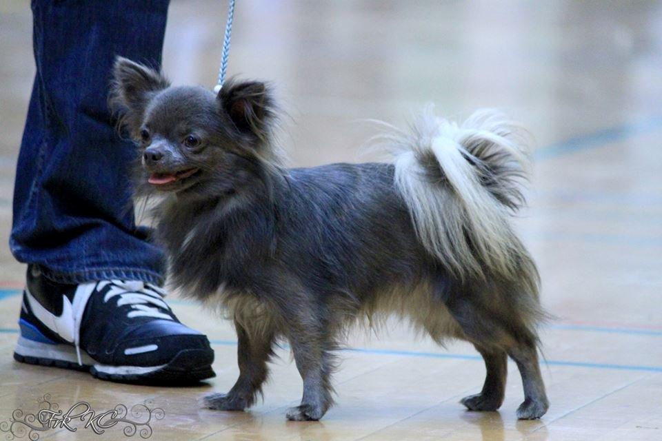 Chihuahua Valentino Del Modisto - Koda billede 17