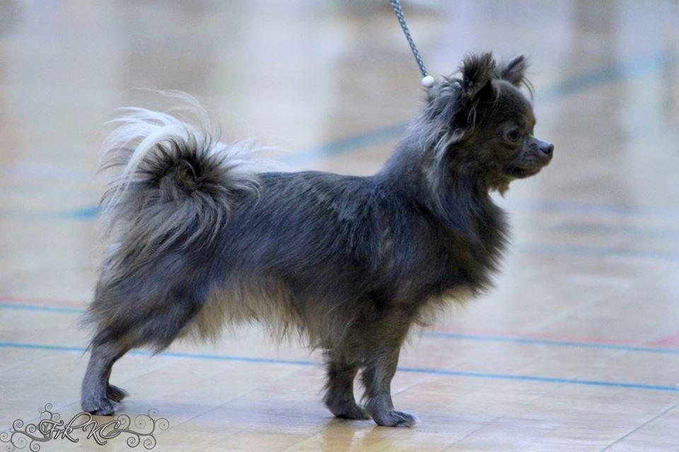 Chihuahua Valentino Del Modisto - Koda billede 18