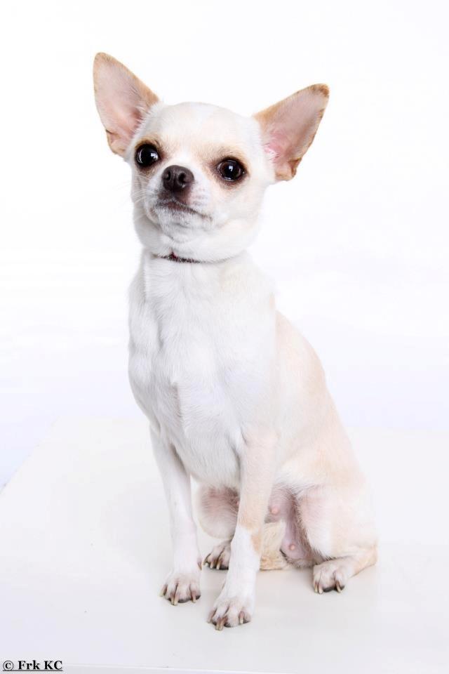 Chihuahua Imperial Luxury Belladonna - Donna billede 3