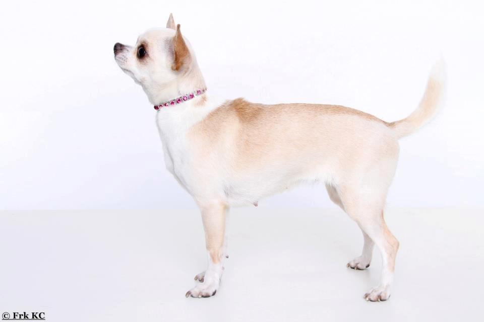 Chihuahua Imperial Luxury Belladonna - Donna billede 6