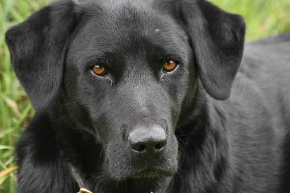 Labrador retriever Buster billede 1