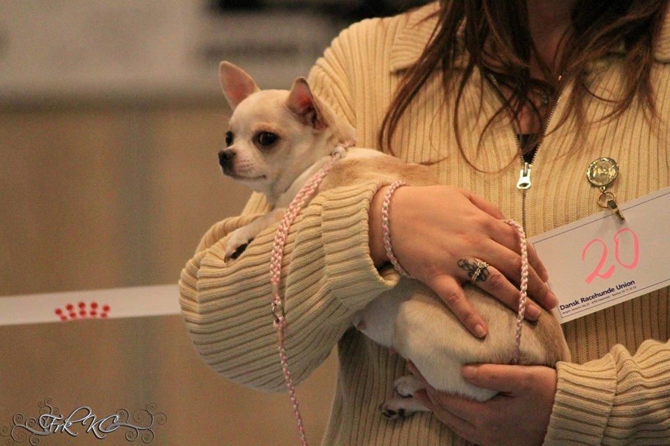 Chihuahua Imperial Luxury Belladonna - Donna billede 7