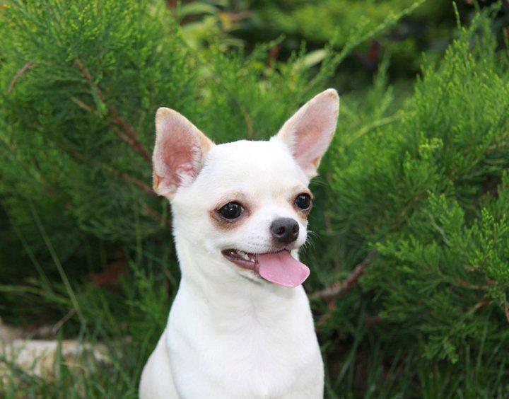 Chihuahua Imperial Luxury Belladonna - Donna billede 4