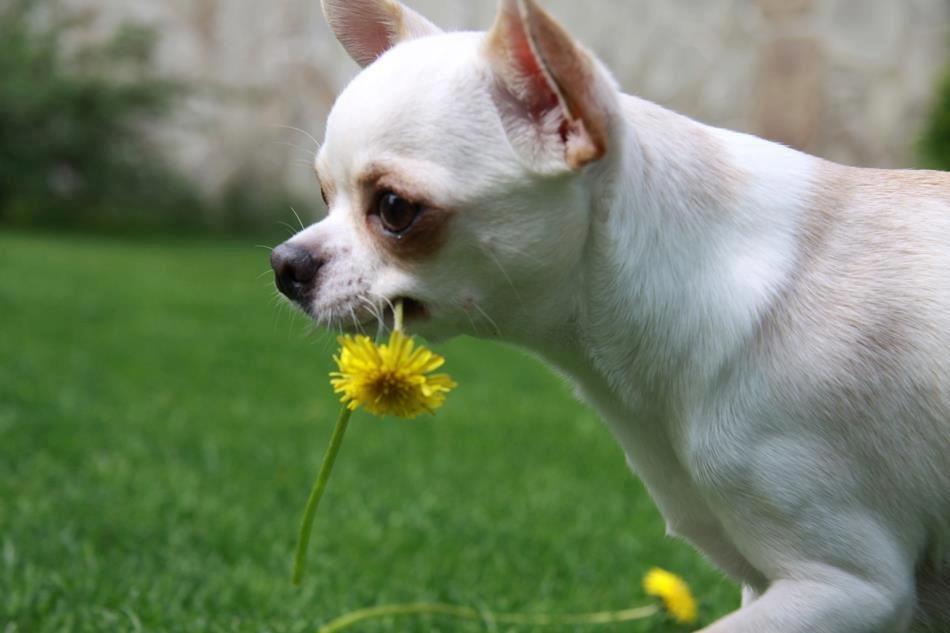 Chihuahua Imperial Luxury Belladonna - Donna billede 10