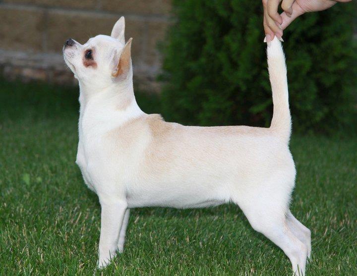 Chihuahua Imperial Luxury Belladonna - Donna billede 12