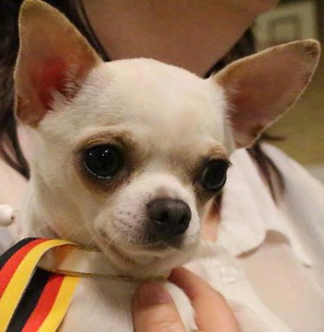 Chihuahua Imperial Luxury Belladonna - Donna billede 9