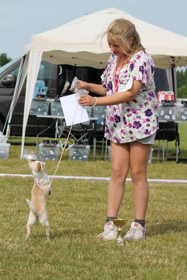 Chihuahua Imperial Luxury Belladonna - Donna billede 13