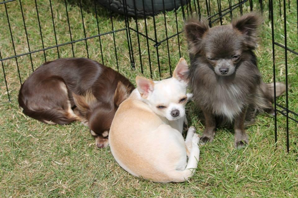 Chihuahua Imperial Luxury Belladonna - Donna billede 8