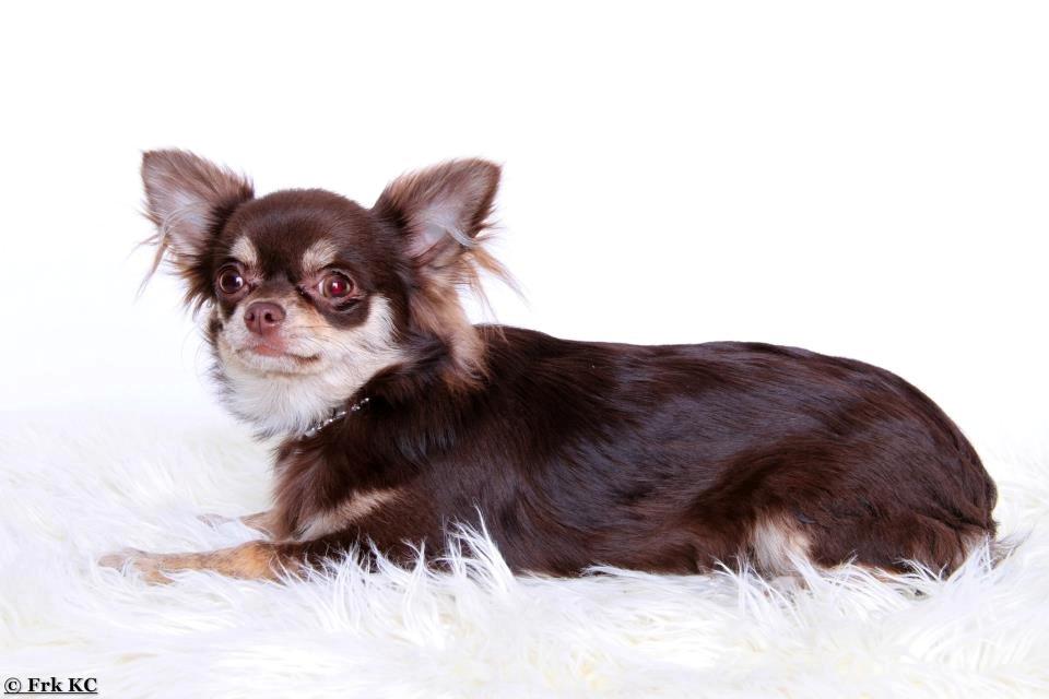 Chihuahua Ayumi Von Edertal billede 7