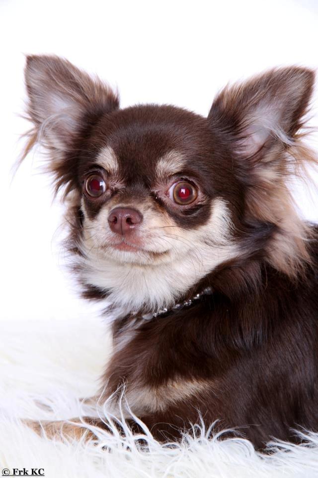 Chihuahua Ayumi Von Edertal billede 5