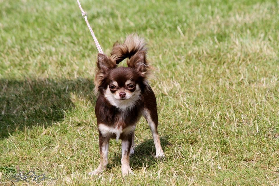 Chihuahua Ayumi Von Edertal billede 8