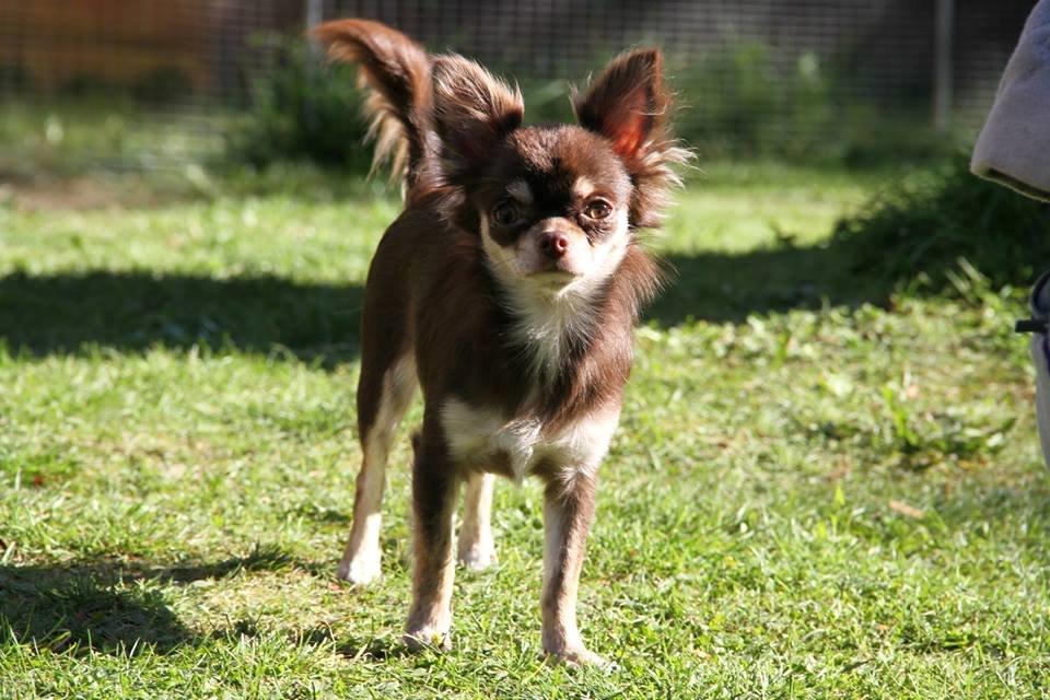 Chihuahua Ayumi Von Edertal billede 2