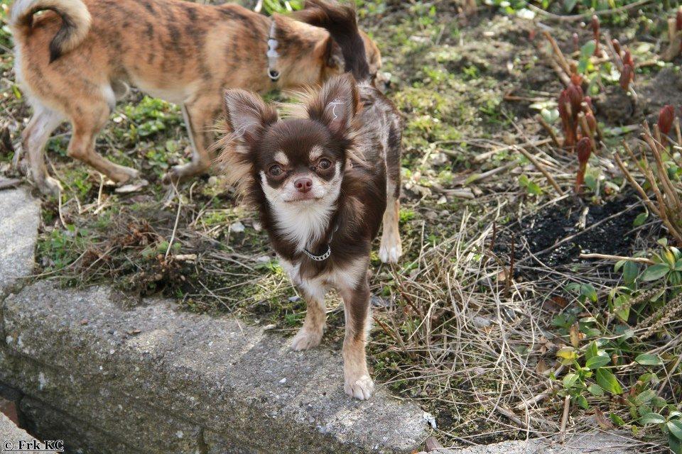 Chihuahua Ayumi Von Edertal billede 10