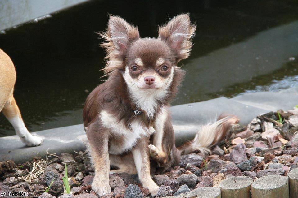 Chihuahua Ayumi Von Edertal billede 13