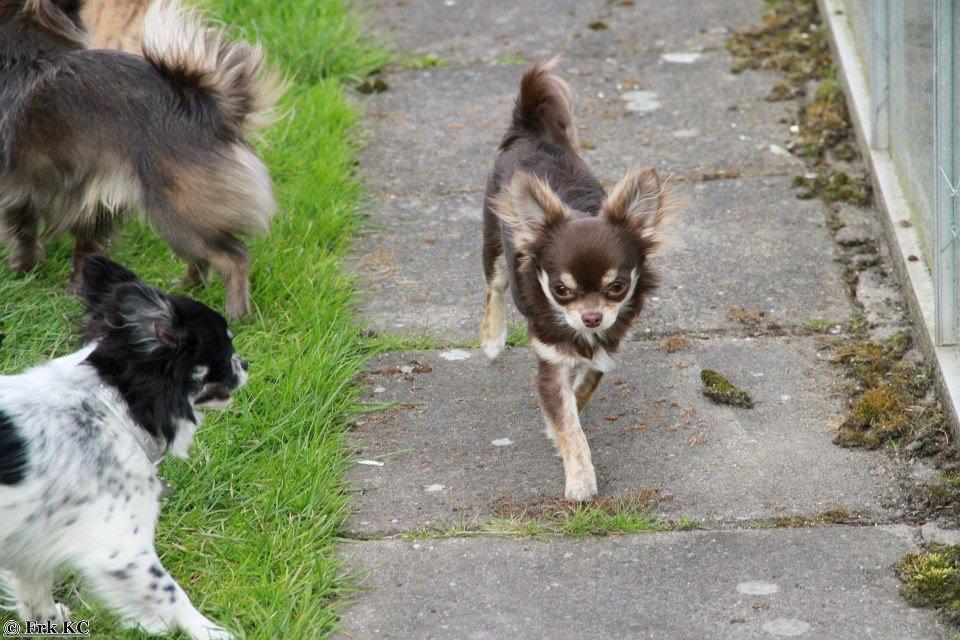 Chihuahua Ayumi Von Edertal billede 15