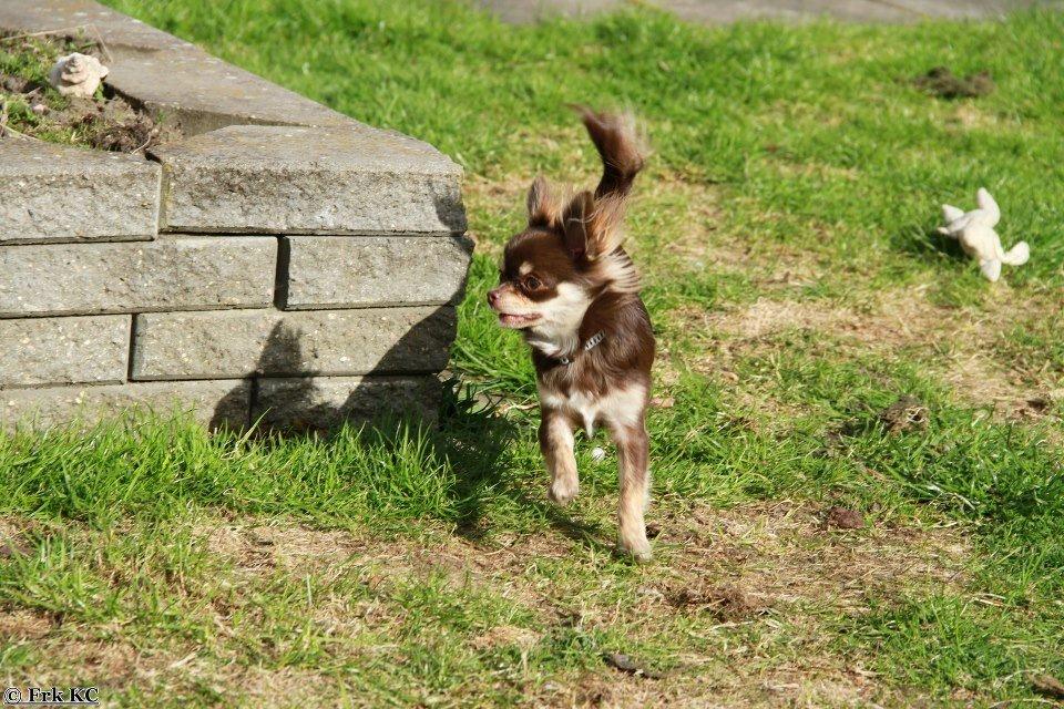 Chihuahua Ayumi Von Edertal billede 12